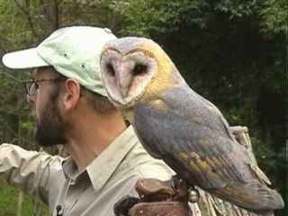 Ab Frühjahr bis Herbst findet bei schönem Wetter fast täglich zweimal eine Vogel-Flugshow statt. Mit Adler oder Falken und manchmal noch mit einer Eule oder einem Geier.